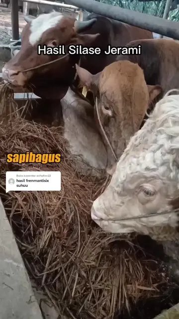 Hasil-Silase-Jerami-Pakan-Ternak